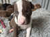 Staff x American bully