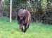 Dog walking and pet sitting. Honiton and surrounding area