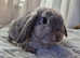 Gorgeous French x mini lop for sale!