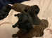 Beautiful toy poodle puppy  for sale