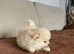 Extra Small Teddy Bear Pomeranian puppy