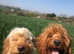 Mini Goldendoodle puppies
