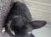 Rabbits for sale