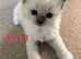 Purebred Ragdoll Kittens for sale
