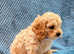 1 Cavachon Boy looking for home