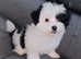 Malshis puppy (Maltese x shih tzu) for sale