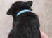 Kc reg black Scottish terrier male puppy cmo and vwd clear