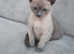 Tonkinese kitten available to the right home