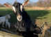 Alpine goat stud for rent