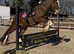 17.2h 4Yo Bay Clydsdale Gelding