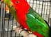 Proven pair of King Parrot male and female