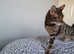 7 yewr old bengal