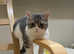 Tica Registered Munckins kitten for sale