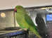 Stunning beautiful baby Indian ringnick