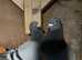 Mix pigeons fantail and racing pigeons