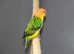 Baby Yellow Thigh Caique,1