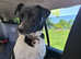 Rescued mix, 2y&1/2, fem, loving and loyal