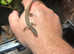 Pair of long tailed lizards