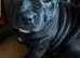 Beautiful Staffy girl