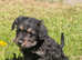 Scottypoo black & tan girl