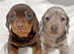 Dachshund gorgeous chocolate & tan boy