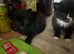 Female kittens ready to go