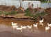 Female cherry valley ducks