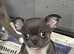 Chihuahua puppy