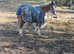 Beautiful 2yr filly 4 whites