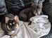 Kc registered french bulldog pupps