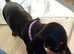 KC Reg PRA clear Mini Dachshund Pups -READY NOW