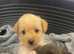 Female Jackapoo puppy ready now