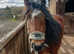 Cob mare
