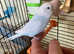 2 budgies and cage