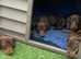 Mini dachshunds fully vaccinated