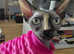 Sphynx 14 months old needing rehomed.