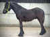 Registered fell colt