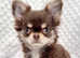 Beautiful long haired chihuahua boys