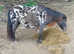 Spotted mare with filly foal registered spot mare