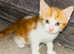 Beautiful  kittens for sale