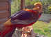 Golden Chinese pheasant