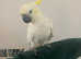 HandReared Tame Talking Yellow Crested Cockatoo Parrot,26