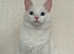 Cat for sale