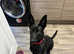 Belgian shepherd