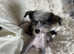 Chinese Crested Hairless Puppies boys