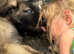 KC registered Estrela mountain dogs