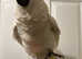 Super Cuddly Baby Triton Cockatoo