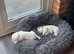 Pedigree puppies for sale