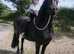 KFPS Friesian Mare 16'1 Confidence giver
