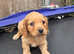 King charles puppy's cross cockerpoo
